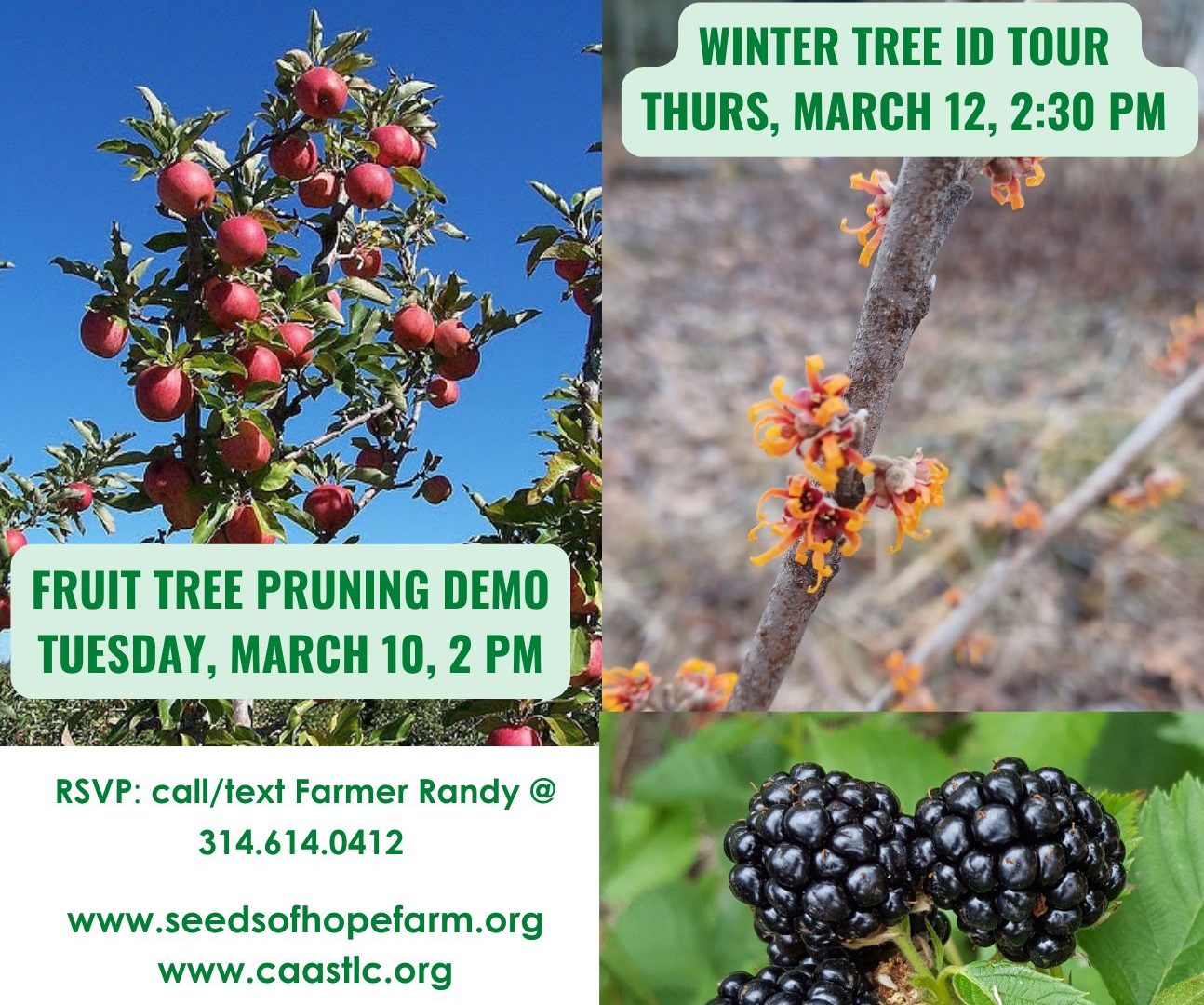 Join us at the farm for a fruit tree pruning demo, winter tree ID tour, and blackberry maintenance demo