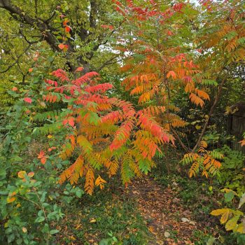 Smooth Sumac