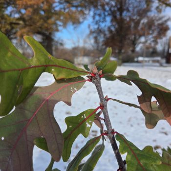 White Oak